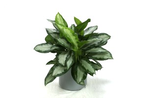 10" Aglaonema Diamond Bay